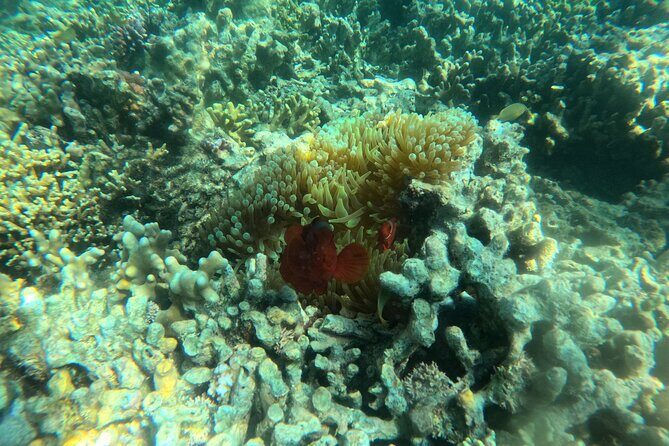 Snorkeling at Menjangan Island Bali Hidden Underwater Gem - Practical Details