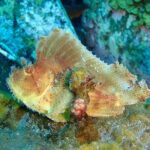 Snorkeling in Amed and Tulamben - What Travelers Say