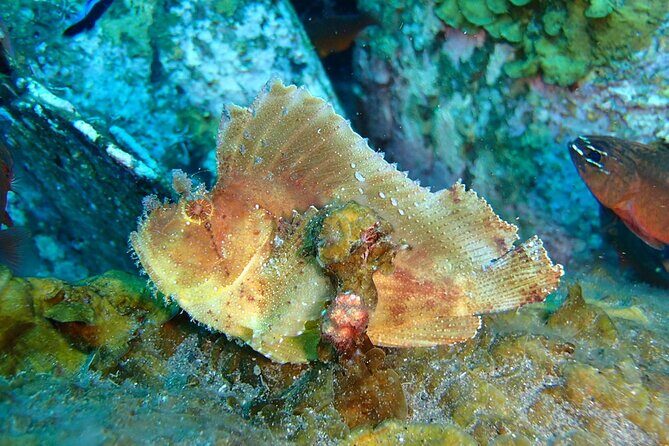 Snorkeling in Amed and Tulamben - What Travelers Say