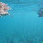 Snorkeling in Paradise - Videos Included - The Expertise Behind the Experience