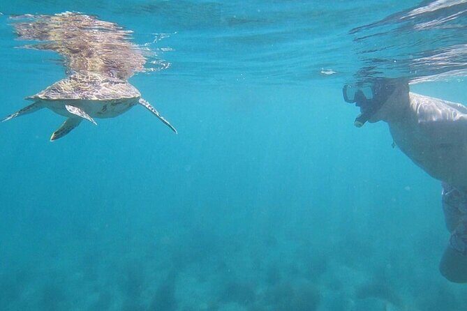 Snorkeling in Paradise - Videos Included - The Expertise Behind the Experience