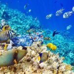 Snorkeling Private Tour in San Juan - Authentic Insights from Reviewers