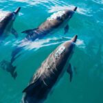 Snorkeling with Dolphins in Trincomalee - Who Should Consider This Tour?
