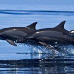 Snorkeling with Dolphins in Trincomalee - Why Choose Snorkeling with Dolphins in Trincomalee?