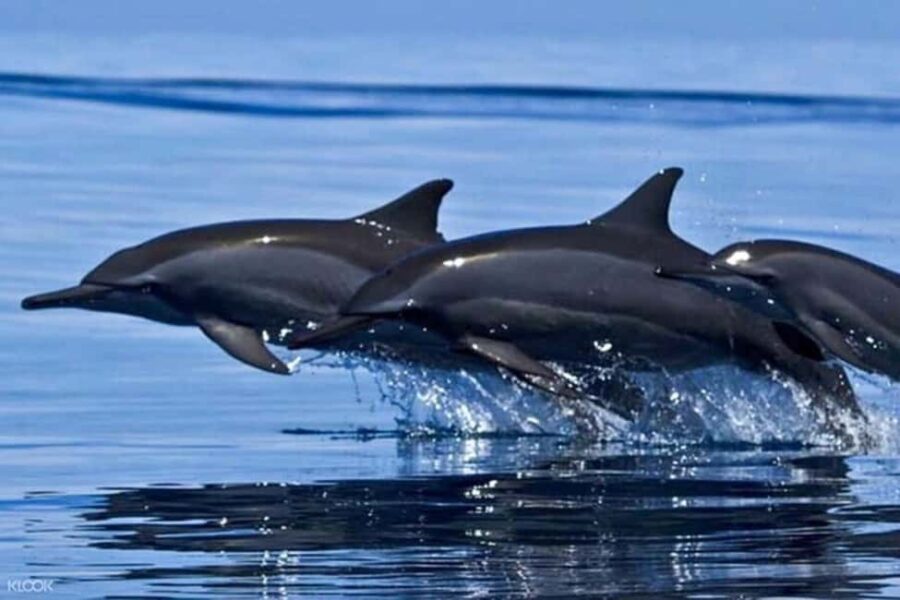 Snorkeling with Dolphins in Trincomalee - Why Choose Snorkeling with Dolphins in Trincomalee?