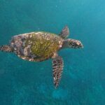 Snorkeling With Manta Rays in Nusa Penida and 4 Other Spots - What Makes This Tour Stand Out?