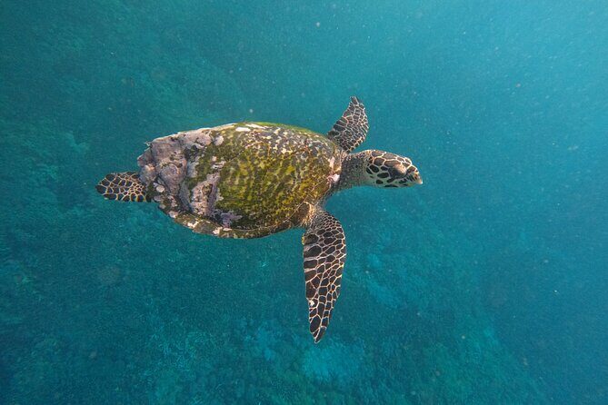 Snorkeling With Manta Rays in Nusa Penida and 4 Other Spots - What Makes This Tour Stand Out?