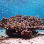 Snorkeling with Sea Turtle - An In-Depth Look at the Snorkeling with Sea Turtles Tour