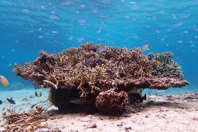Snorkeling with Sea Turtle - An In-Depth Look at the Snorkeling with Sea Turtles Tour