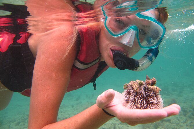 Snorkeling with Sea Turtles at St. Thomas - Who Will Love This Tour?
