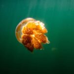 Snorkeling with Stingless Jelly Fish, Indonesia Banggai - Exploring Central Sulawesi’s Hidden Treasures: A Detailed Review