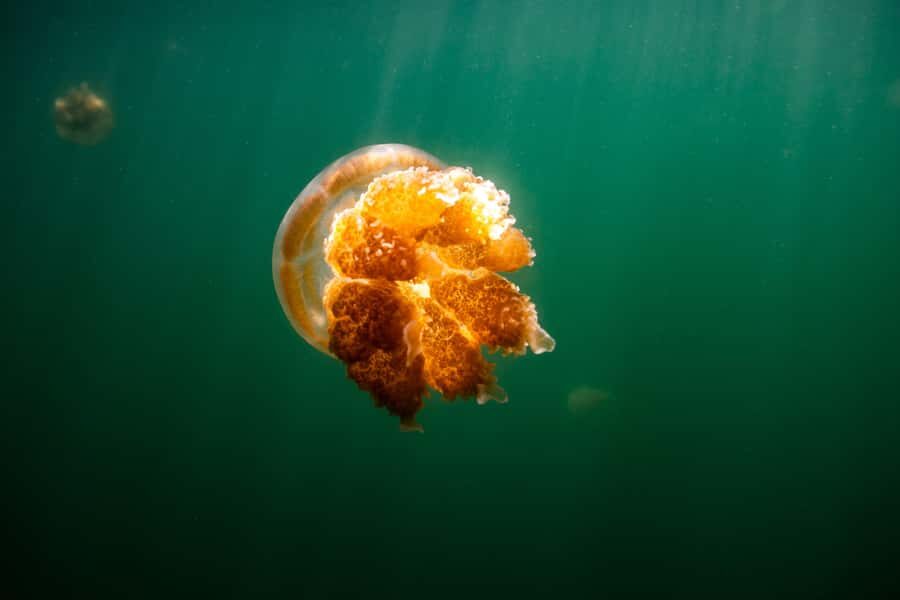 Snorkeling with Stingless Jelly Fish, Indonesia Banggai - The Day’s Itinerary in Detail