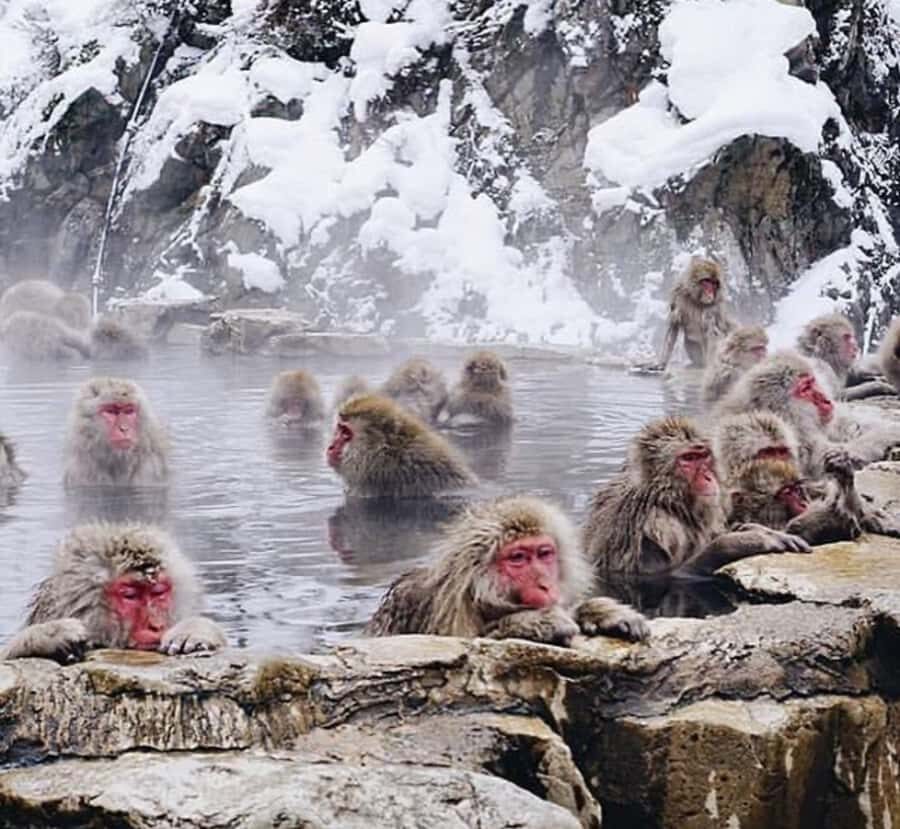 Snow Monkey & Zenko-ji Temple Customizable Private Tour - The Value of a Private, Customizable Tour