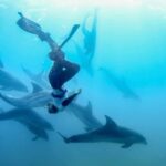 Sorrento: Dolphins & Seals Snorkeling Cruise w/ Lunch - The Sum Up