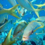 Sosua beach excursion with snorkeling included to Sosua Bay - Authenticity and Local Flavor