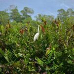 South Coast: Pelican Bar & Black River Safari Experience - What to Expect: A Deep Dive