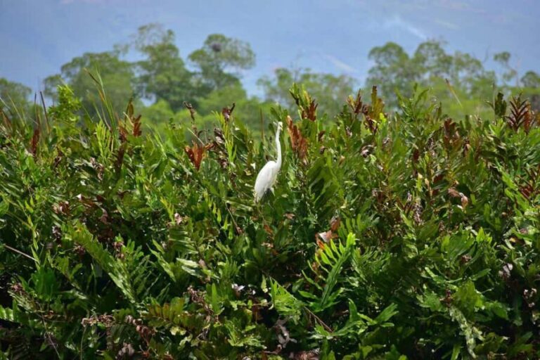 South Coast: Pelican Bar & Black River Safari Experience - What to Expect: A Deep Dive