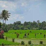 South Ubud: Electric Mountain Bike Tour - Heart of the Rice Fields - Half Day (Private) - The Experience: A Detailed Look at the Tour