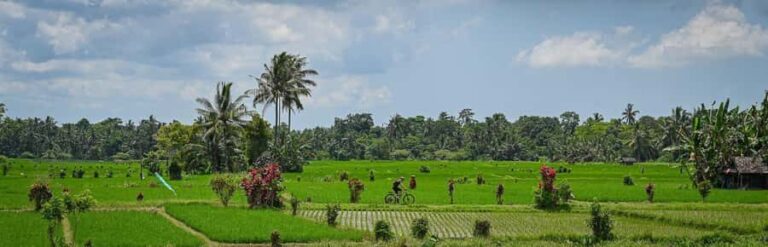South Ubud: Electric Mountain Bike Tour - Heart of the Rice Fields - Half Day (Private) - The Experience: A Detailed Look at the Tour