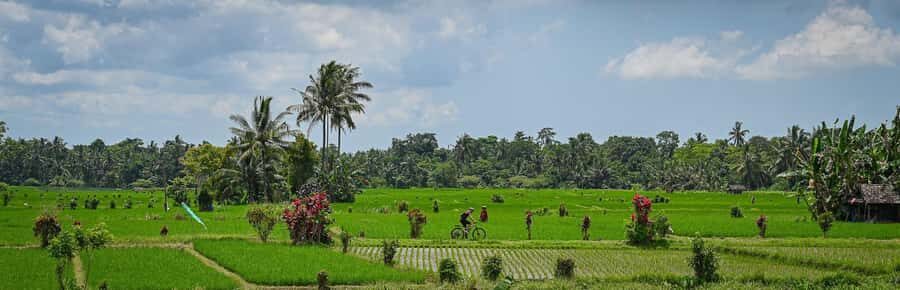South Ubud: Electric Mountain Bike Tour - Heart of the Rice Fields - Half Day (Private) - The Experience: A Detailed Look at the Tour