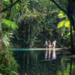 Southern Daintree Explorer Tour - Half Day - What Makes This Tour Stand Out?
