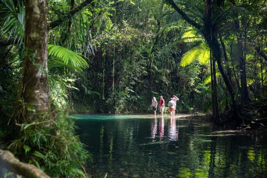 Southern Daintree Explorer Tour - Half Day - What Makes This Tour Stand Out?