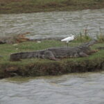 Special Elephants Safari from hambantota Port - The Final Word