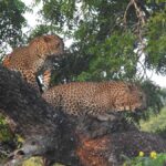 Special leopard safari with breakfast - Janaka safari - An In-Depth Look at the Safari Experience