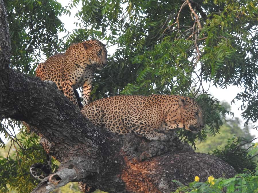 Special leopard safari with breakfast - Janaka safari - An In-Depth Look at the Safari Experience