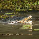 Spectacular Jumping Crocodile Cruise with Darwin Transfer Bus - The Itinerary in Detail: What to Expect and Why It Matters