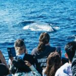 Spirit of Gold Coast 2.5-Hour Whale Watching Tour - Detailed Review of the Gold Coast Whale Watching Experience