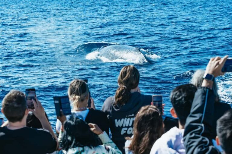 Spirit of Gold Coast 2.5-Hour Whale Watching Tour - Detailed Review of the Gold Coast Whale Watching Experience