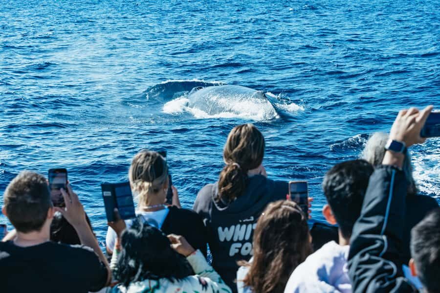Spirit of Gold Coast 2.5-Hour Whale Watching Tour - Detailed Review of the Gold Coast Whale Watching Experience