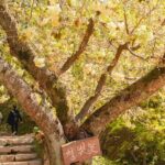 Spring Flower Festival and Seosan Gaesimsa and Munsusa Tour - Authentic Experiences from Reviews