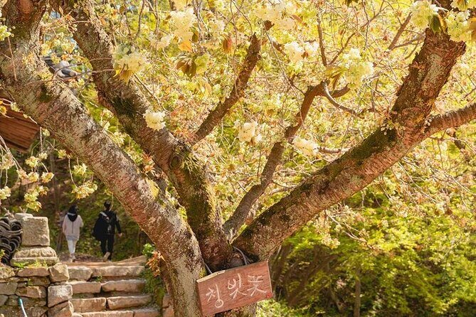 Spring Flower Festival and Seosan Gaesimsa and Munsusa Tour - Authentic Experiences from Reviews  