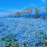 Spring LimitedNemophila Festival & Osaka Kaiyukan Day Trip - Detailed Breakdown of the Itinerary