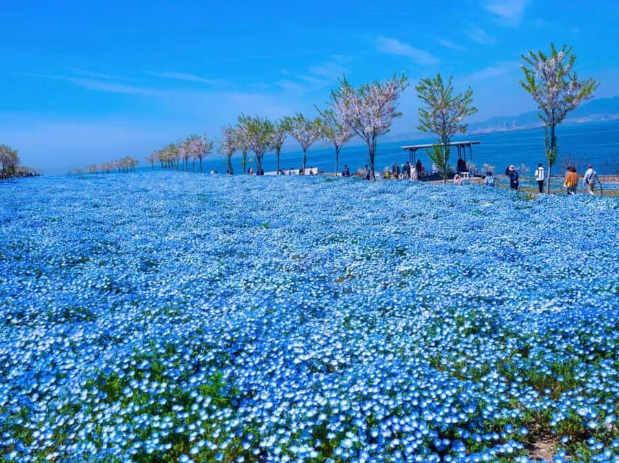 Spring LimitedNemophila Festival & Osaka Kaiyukan Day Trip - Detailed Breakdown of the Itinerary