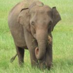 Sri Lanka: 10-Day Guided Tour with Customized tour - Starting Point: Arrival in Colombo and Mirissas Coastal Charm