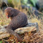 Sri Lanka 11-Day Private Tour: Guide, Car, Hotels, Meals - Practical Tips and Insights from Reviews