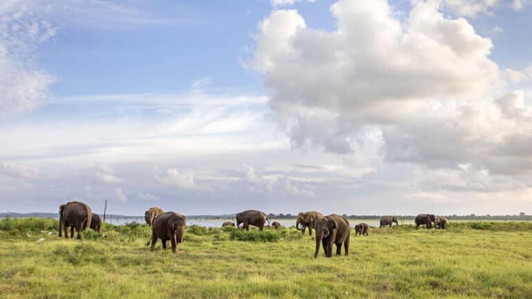 Sri Lanka 14-Day Journey: Culture, Nature & Adventure - The Value of This Tour