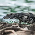 Sri Lanka 2-Day National Parks Trip, Hotel, Transport, Guide - Why This Tour Offers Great Value