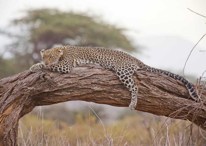 Sri Lanka 2-Day National Parks Trip, Hotel, Transport, Guide - A Practical Overview of the 2-Day Sri Lanka Ecological Adventure