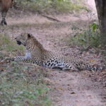 Sri Lanka 2-day Tour: 3 Amazing National Parks+River Safari - What Makes This Tour Stand Out?