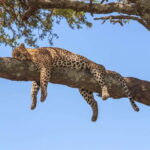 Sri Lanka: 3-Day Nature Tour with Rainforest, Safari - Discovering Sri Lanka’s Natural Treasures