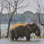 Sri Lanka 3-Day - Sigiriya, Udawalawe, Kandy, Bentota, Ella - What Makes This Tour Stand Out?