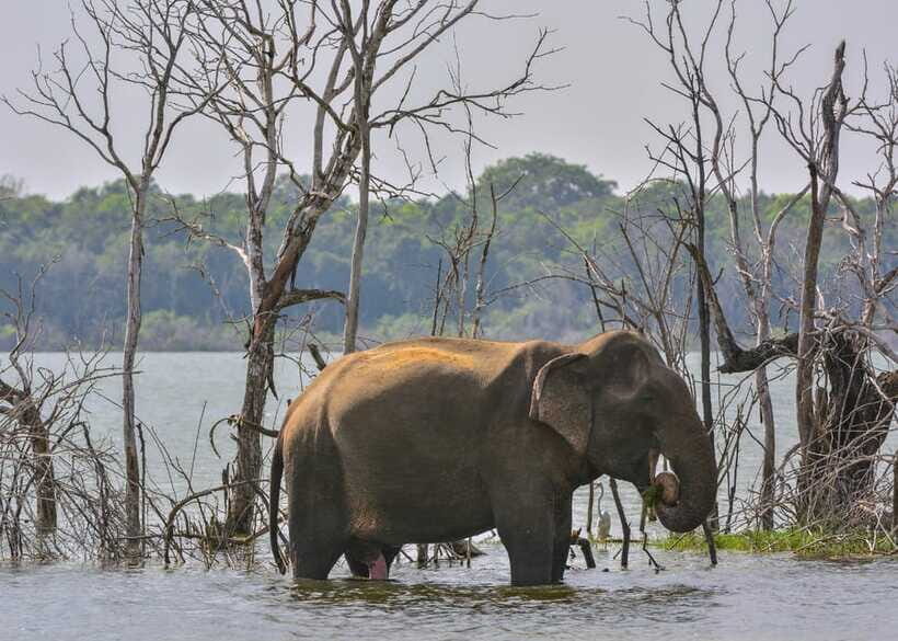 Sri Lanka 3-Day - Sigiriya, Udawalawe, Kandy, Bentota, Ella - What Makes This Tour Stand Out?