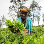 Sri Lanka: 4-Day British Ceylon Tea Trail Tour with Hotels - How the Experience Is Delivered