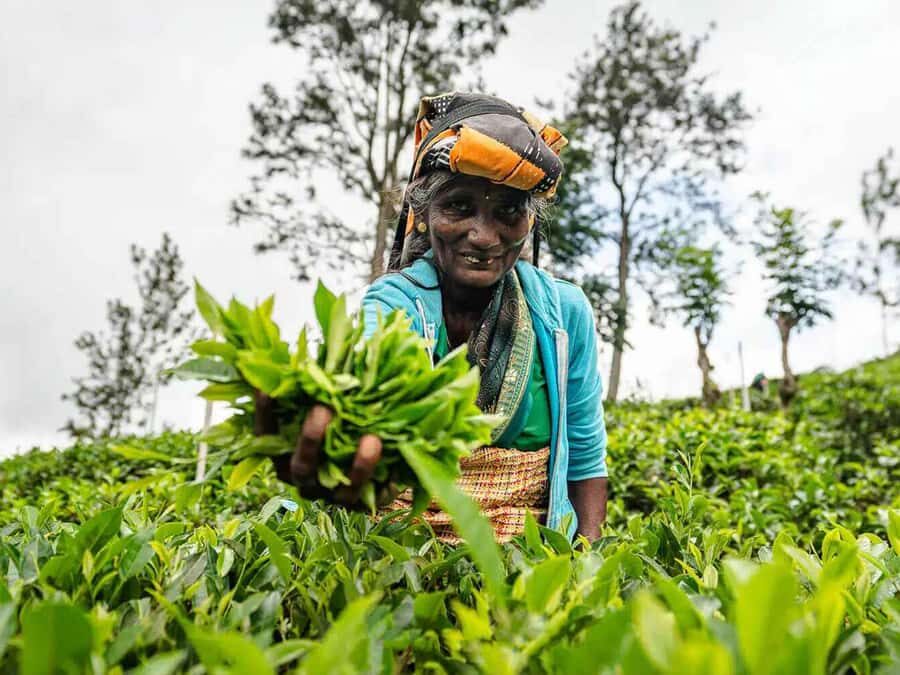 Sri Lanka: 4-Day British Ceylon Tea Trail Tour with Hotels - How the Experience Is Delivered