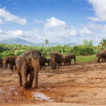 Sri Lanka 4-Day Kandy & Nuwara Eliya Tea & Hill Country Tour - Day 1: From Airport to Pinnawala and Kandy