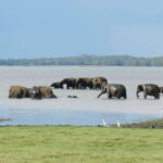 Sri Lanka: 4-day tour Ancient Ruins, Wildlife, Hill Country - Deep Dive Into the 4-Day Itinerary